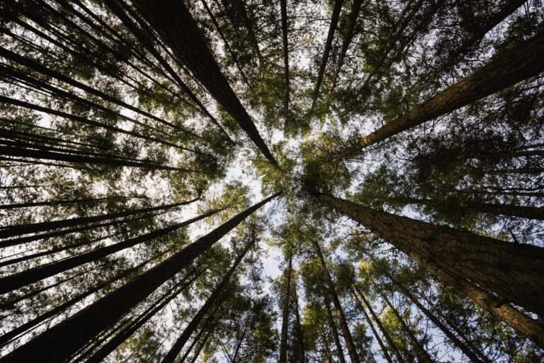 Tree For Bluebeam Bluebeam Partners with One Tree Planted to Plant 10,000 Trees Across ...